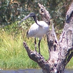 Threskiornis molucca at Greenway, ACT - 16 Feb 2017