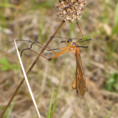 Harpobittacus sp. (genus) (Hangingfly) at Bemboka River Reserve - 2 Jan 2017 by JanetRussell