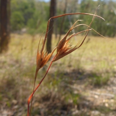 Themeda triandra (Kangaroo Grass) at Bemboka River Reserve - 2 Jan 2017 by JanetRussell