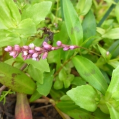 Persicaria decipiens (Slender Knotweed) at Brogo, NSW - 31 Dec 2016 by JanetRussell