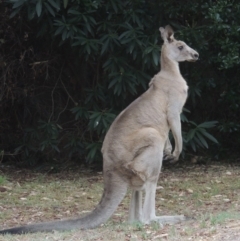 Macropus giganteus (Eastern Grey Kangaroo) at Conder, ACT - 13 Feb 2017 by michaelb