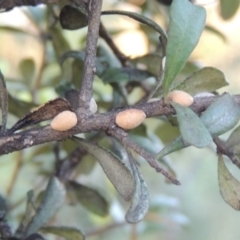 Phacelococcus bursaria (Blackthorn felted scale) at Paddys River, ACT - 9 Feb 2017 by michaelb