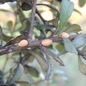 Phacelococcus bursaria at Paddys River, ACT - 9 Feb 2017