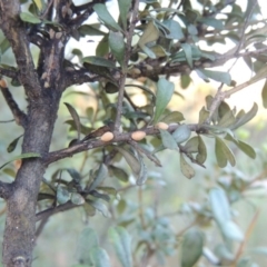 Phacelococcus bursaria at Paddys River, ACT - 9 Feb 2017