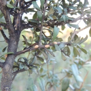 Phacelococcus bursaria at Paddys River, ACT - 9 Feb 2017