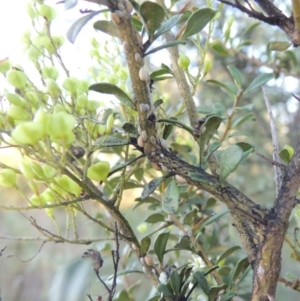 Phacelococcus bursaria at Paddys River, ACT - 9 Feb 2017