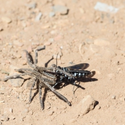 Turneromyia sp. (genus) (Zebra spider wasp) at Murrumbateman, NSW - 16 Feb 2017 by SallyandPeter