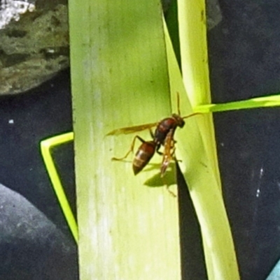 Polistes (Polistella) humilis (Common Paper Wasp) at Isaacs, ACT - 17 Feb 2017 by galah681