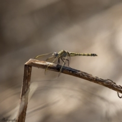 Orthetrum caledonicum (Blue Skimmer) at Molonglo River Reserve - 16 Feb 2017 by Roger