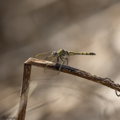 Orthetrum caledonicum (Blue Skimmer) at Kama - 16 Feb 2017 by Roger