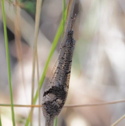 Glenoleon sp. (genus) (Antlion lacewing) at Acton, ACT - 16 Feb 2017 by KenT