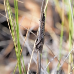 Glenoleon sp. (genus) at Acton, ACT - 16 Feb 2017 11:30 AM