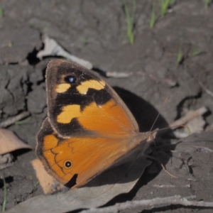 Heteronympha merope at Acton, ACT - 16 Feb 2017 10:20 AM