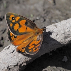 Heteronympha penelope at Acton, ACT - 16 Feb 2017 10:26 AM