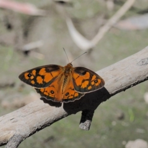 Heteronympha penelope at Acton, ACT - 16 Feb 2017 10:26 AM