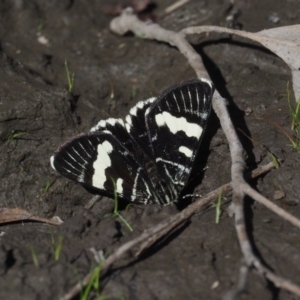 Phalaenoides glycinae at Acton, ACT - 16 Feb 2017 10:46 AM