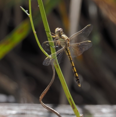 Orthetrum caledonicum (Blue Skimmer) at Canberra Central, ACT - 16 Feb 2017 by KenT