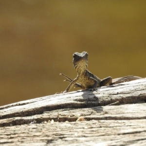 Intellagama lesueurii howittii at Paddys River, ACT - 17 Feb 2017 12:00 AM