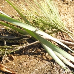 Eulamprus heatwolei (Yellow-bellied Water Skink) at Paddys River, ACT - 16 Feb 2017 by Qwerty