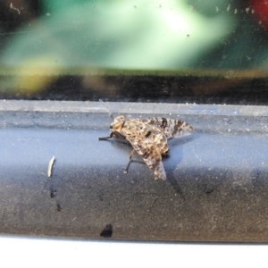 Euprosopia sp. (genus) at Paddys River, ACT - 17 Feb 2017 12:00 AM