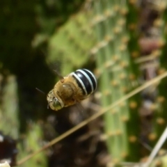 Amegilla sp. (genus) (Blue Banded Bee) at Isaacs, ACT - 14 Feb 2017 by Mike