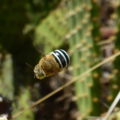 Amegilla sp. (genus) (Blue Banded Bee) at Isaacs, ACT - 14 Feb 2017 by Mike