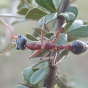 Myrmecia nigriceps at Paddys River, ACT - 9 Feb 2017