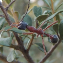 Myrmecia nigriceps at Paddys River, ACT - 9 Feb 2017 08:17 PM