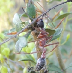 Myrmecia nigriceps at Paddys River, ACT - 9 Feb 2017 08:17 PM