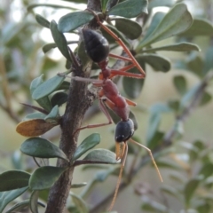 Myrmecia nigriceps at Paddys River, ACT - 9 Feb 2017