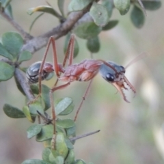 Myrmecia nigriceps at Paddys River, ACT - 9 Feb 2017 08:17 PM