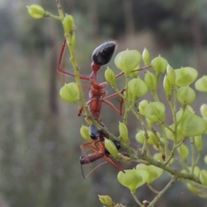 Myrmecia nigriceps at Paddys River, ACT - 9 Feb 2017 08:24 PM