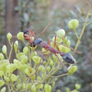 Myrmecia nigriceps at Paddys River, ACT - 9 Feb 2017