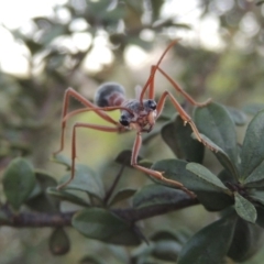 Myrmecia nigriceps at Paddys River, ACT - 9 Feb 2017 08:24 PM