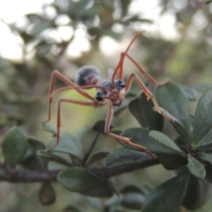 Myrmecia nigriceps at Paddys River, ACT - 9 Feb 2017 08:24 PM