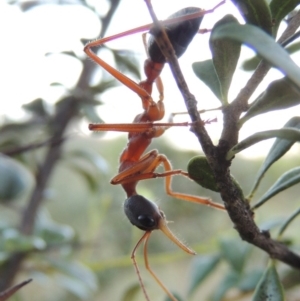 Myrmecia nigriceps at Paddys River, ACT - 9 Feb 2017