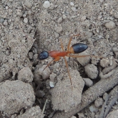 Camponotus consobrinus (Banded sugar ant) at Paddys River, ACT - 9 Feb 2017 by michaelb