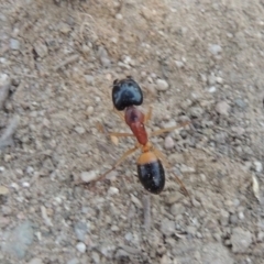 Camponotus consobrinus at Paddys River, ACT - 9 Feb 2017 08:41 PM