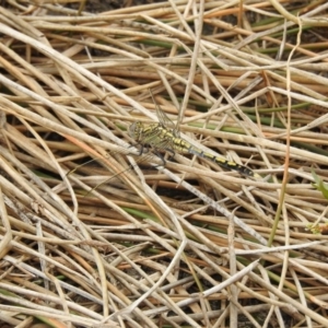 Orthetrum caledonicum at Gungahlin, ACT - 8 Feb 2017 12:00 AM