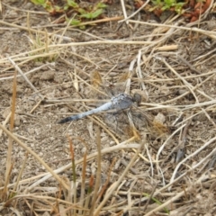 Orthetrum caledonicum (Blue Skimmer) at Gungahlin, ACT - 7 Feb 2017 by Qwerty