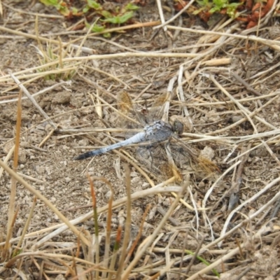 Orthetrum caledonicum (Blue Skimmer) at Gungahlin, ACT - 8 Feb 2017 by Qwerty