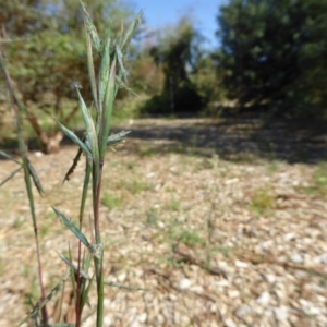 Cymbopogon refractus at Molonglo Valley, ACT - 3 Jan 2017