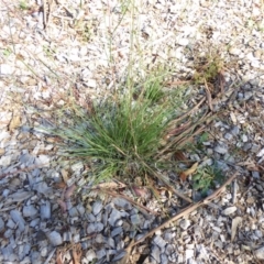 Cymbopogon refractus at Molonglo Valley, ACT - 3 Jan 2017 04:02 PM