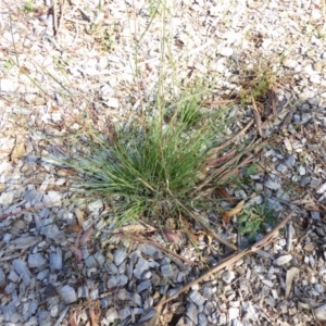 Cymbopogon refractus at Molonglo Valley, ACT - 3 Jan 2017