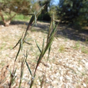 Cymbopogon refractus at Molonglo Valley, ACT - 3 Jan 2017