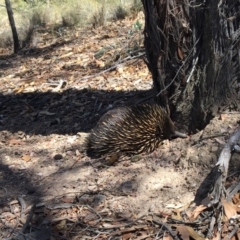 Tachyglossus aculeatus (Short-beaked Echidna) at Gungahlin, ACT - 18 Feb 2017 by spanuska