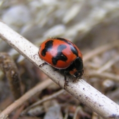 Coccinella transversalis (Transverse Ladybird) at Kambah, ACT - 17 Feb 2017 by MatthewFrawley