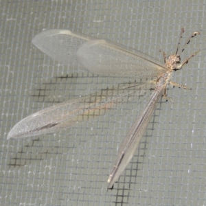 Distoleon bistrigatus at Conder, ACT - 25 Dec 2016