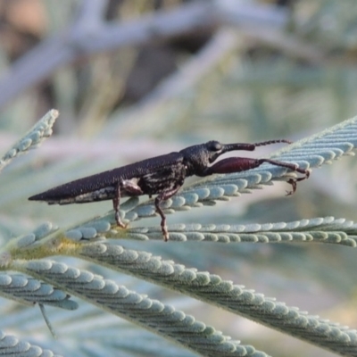 Rhinotia phoenicoptera (Belid weevil) at Tennent, ACT - 15 Feb 2017 by MichaelBedingfield