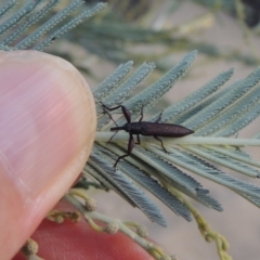 Rhinotia phoenicoptera at Tennent, ACT - 15 Feb 2017